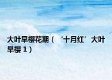 大叶早樱花期（‘十月红’大叶早樱 1）