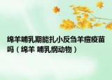 绵羊哺乳期能扎小反刍羊痘疫苗吗（绵羊 哺乳纲动物）
