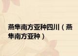 燕隼南方亚种四川（燕隼南方亚种）