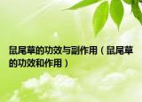 鼠尾草的功效与副作用（鼠尾草的功效和作用）