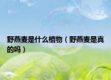 野燕麦是什么植物（野燕麦是真的吗）