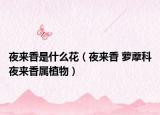夜来香是什么花（夜来香 萝藦科夜来香属植物）