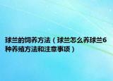 球兰的饲养方法（球兰怎么养球兰6种养殖方法和注意事项）