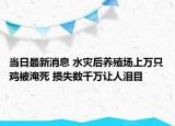 当日最新消息 水灾后养殖场上万只鸡被淹死 损失数千万让人泪目