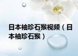日本袖珍石猴视频（日本袖珍石猴）