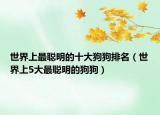 世界上最聪明的十大狗狗排名（世界上5大最聪明的狗狗）
