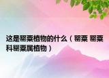这是罂粟植物的什么（罂粟 罂粟科罂粟属植物）