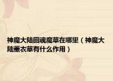 神魔大陆回魂魔草在哪里（神魔大陆薰衣草有什么作用）