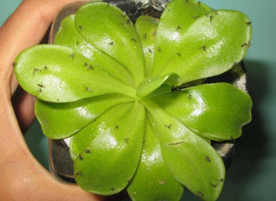 花盆中出现“小飞虫”，用这4种“灭虫法”，7天统统杀灭，高效！