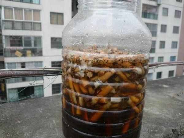 花盆中出现“小飞虫”，用这4种“灭虫法”，7天统统杀灭，高效！