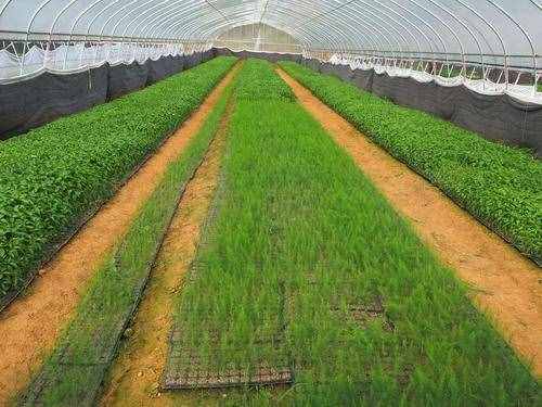 很全面的芦笋种植方案，建议收藏