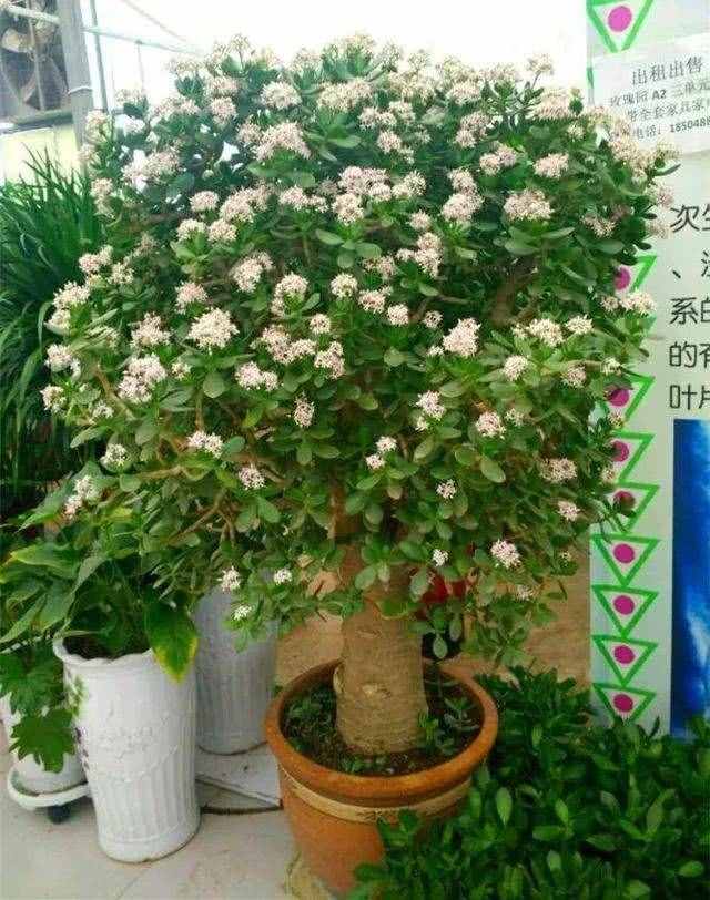 玉树不值钱，养上几十年，棵棵是“极品”，家财变万贯