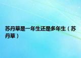 苏丹草是一年生还是多年生（苏丹草）
