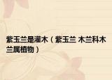 紫玉兰是灌木（紫玉兰 木兰科木兰属植物）