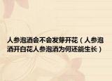 人参泡酒会不会发芽开花（人参泡酒开白花人参泡酒为何还能生长）
