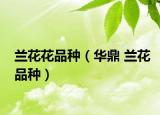 兰花花品种（华鼎 兰花品种）
