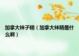 加拿大袜子精（加拿大袜精是什么啊）