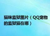 猫咪监狱图片（QQ宠物的监狱猫在哪）