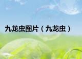 九龙虫图片（九龙虫）