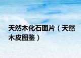天然木化石图片（天然木皮图鉴）