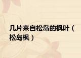 几片来自松岛的枫叶（松岛枫）