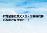 鲜花的象征意义大全（各种鲜花的名称图片及寓意之一）