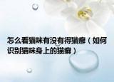 怎么看猫咪有没有得猫癣（如何识别猫咪身上的猫癣）