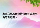 家养乌龟怎么分辨公母（家养乌龟怎么过冬）