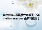 camelia山茶花是什么牌子（Camellia sasanqua 山茶科植物）