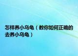 怎样养小乌龟（教你如何正确的去养小乌龟）