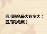 四爪陆龟最大有多大（四爪陆龟属）