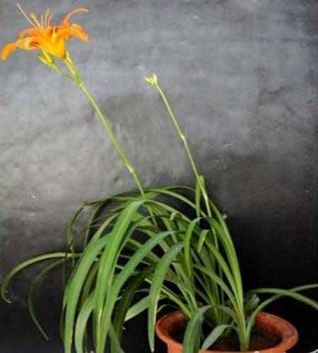 养了那么久，却不知道萱草花（忘忧草）的象征意义及花语