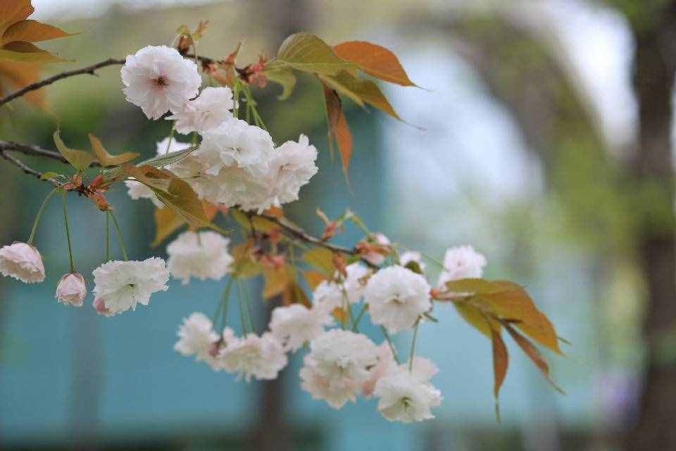 芳菲四月的秦岭野生动物园，美景中的乐趣堪比我想要的“后花园”