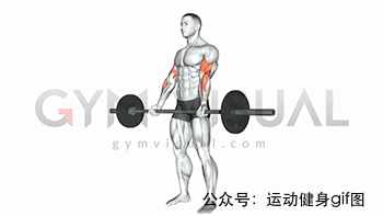 30张肌肉动图谱告诉你，手臂肌肉怎么练