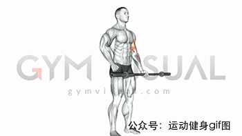 30张肌肉动图谱告诉你，手臂肌肉怎么练