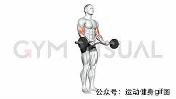 30张肌肉动图谱告诉你，手臂肌肉怎么练