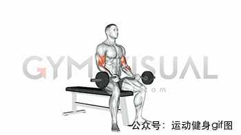 30张肌肉动图谱告诉你，手臂肌肉怎么练