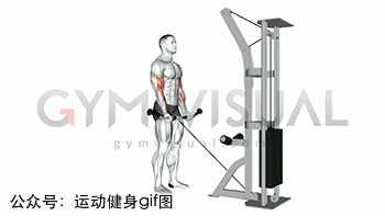 30张肌肉动图谱告诉你，手臂肌肉怎么练