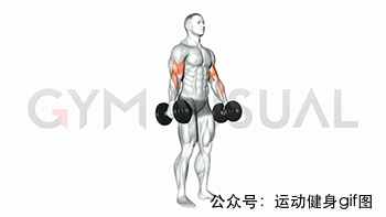 30张肌肉动图谱告诉你，手臂肌肉怎么练
