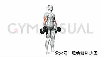 30张肌肉动图谱告诉你，手臂肌肉怎么练