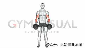 30张肌肉动图谱告诉你，手臂肌肉怎么练