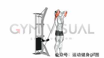 30张肌肉动图谱告诉你，手臂肌肉怎么练