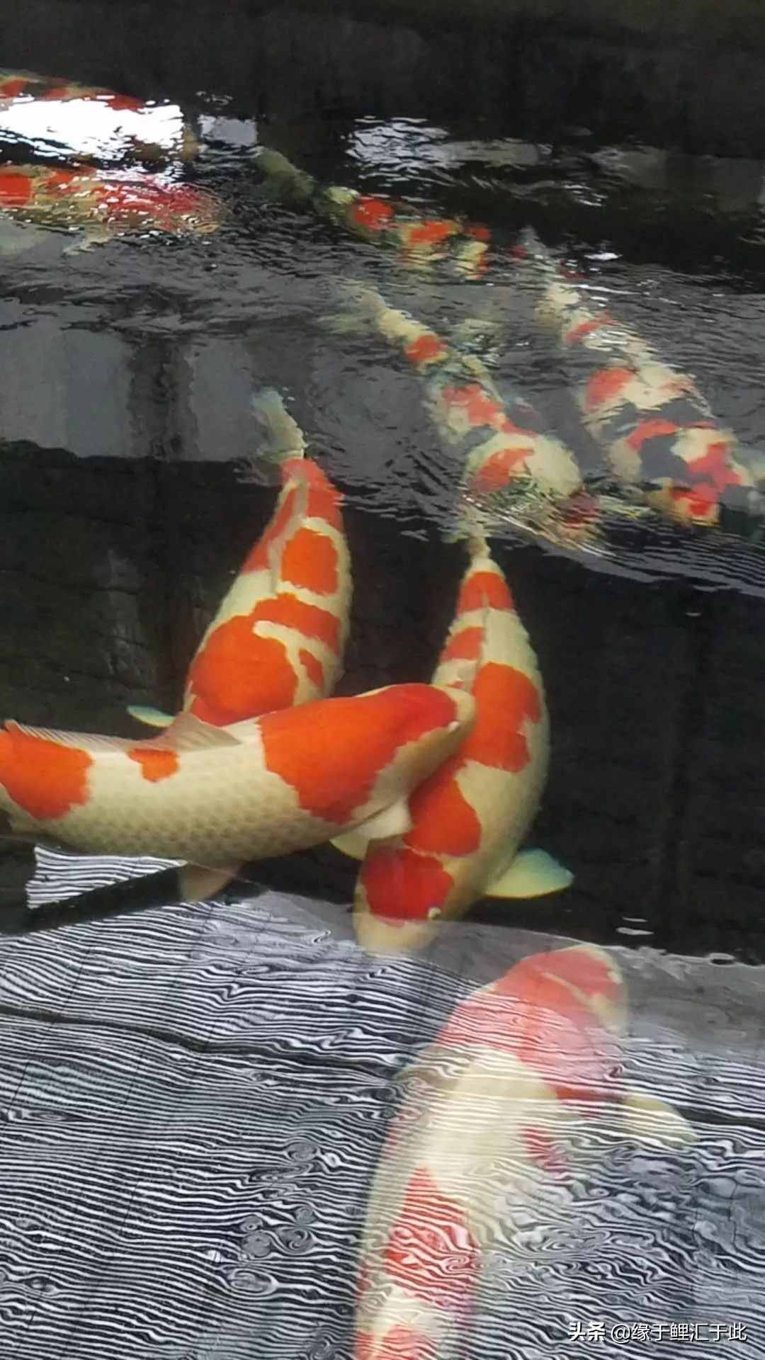 锦鲤渊源，寓意吉祥