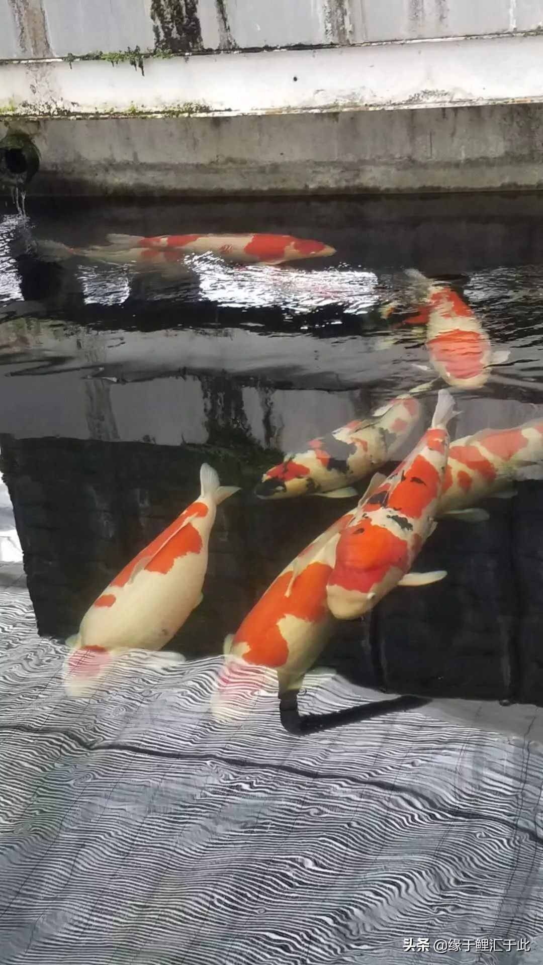 锦鲤渊源，寓意吉祥