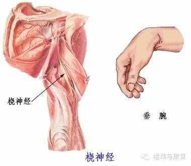 肘关节伸的肌肉——肱三头肌＆肘肌