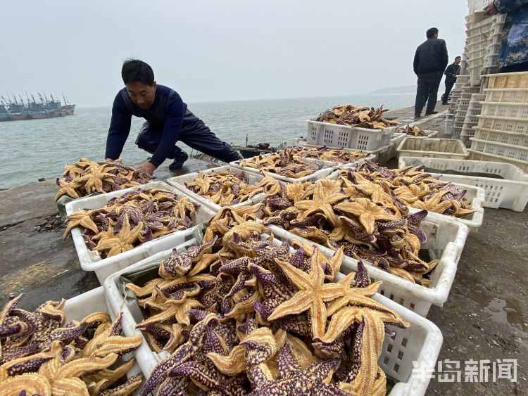 海星入侵渔民损失惨重 网友：能吃吗？好吃吗？怎么吃？