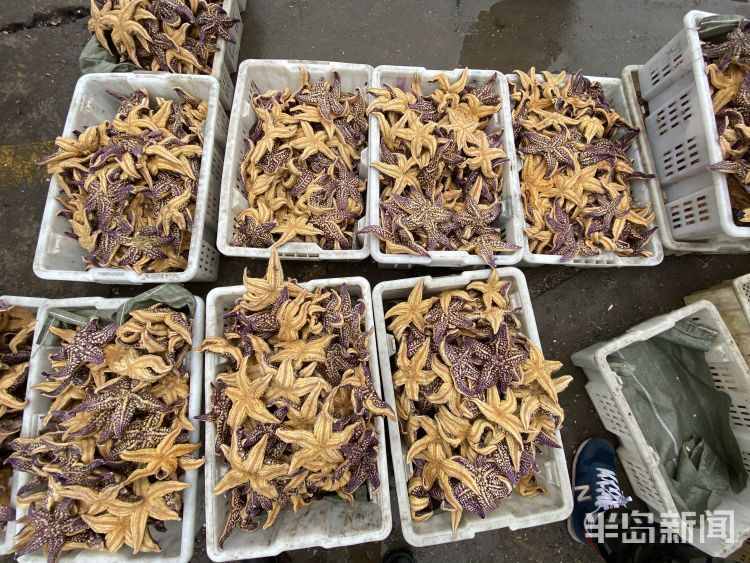 海星入侵渔民损失惨重 网友：能吃吗？好吃吗？怎么吃？