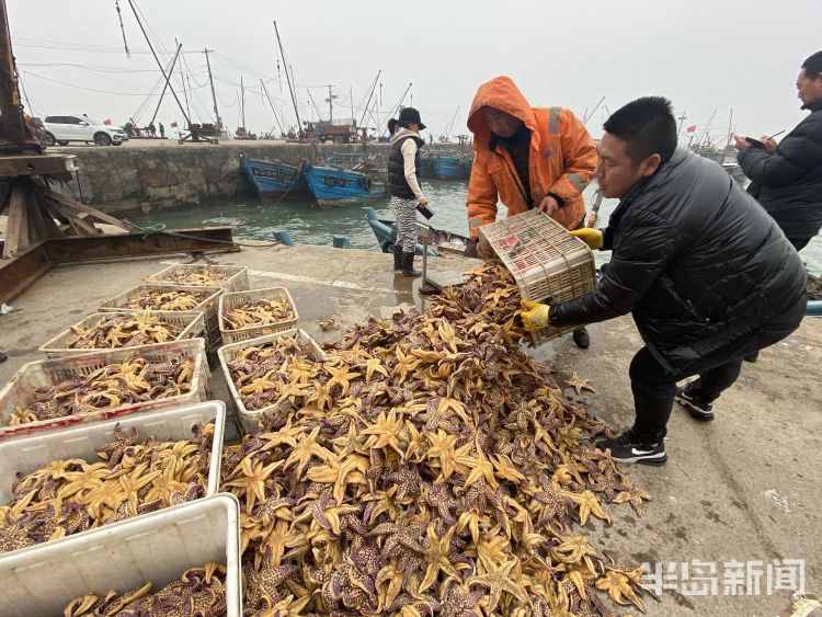 海星入侵渔民损失惨重 网友：能吃吗？好吃吗？怎么吃？