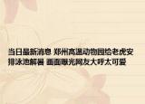 当日最新消息 郑州高温动物园给老虎安排泳池解暑 画面曝光网友大呼太可爱