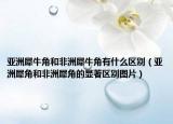 亚洲犀牛角和非洲犀牛角有什么区别（亚洲犀角和非洲犀角的显著区别图片）